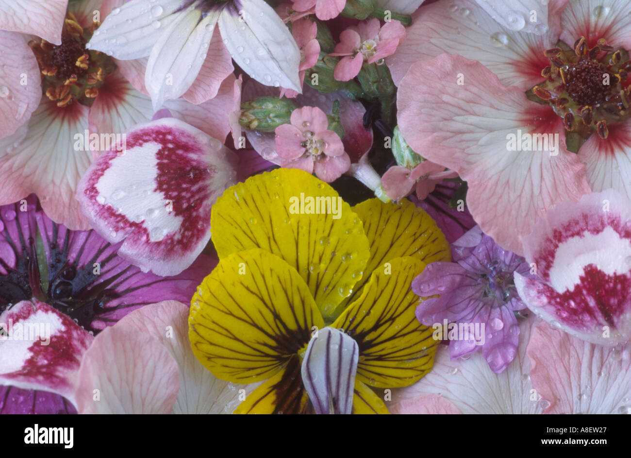 Pattern from assorted flower heads and petals. Stock Photo