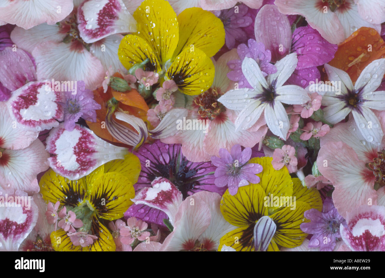 Pattern from assorted flower heads and petals. Stock Photo