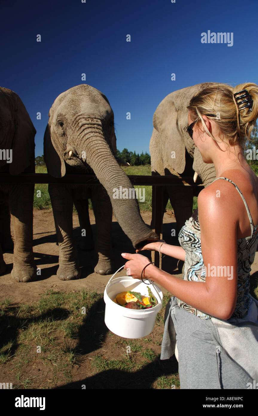 Feeding orphaned elephants near Knysna in South Africa Stock Photo Alamy
