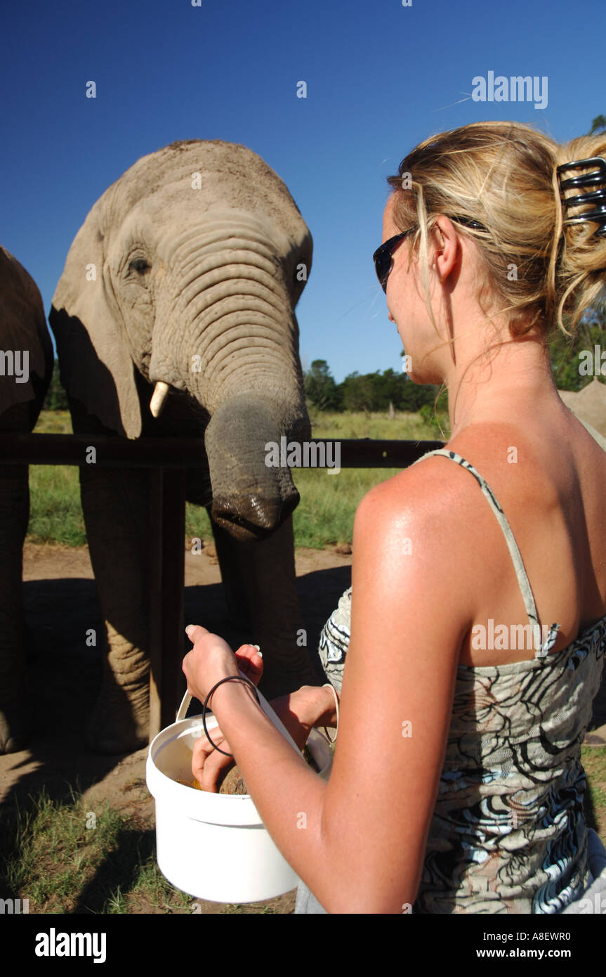 Feeding orphaned elephants near Knysna in South Africa Stock Photo Alamy
