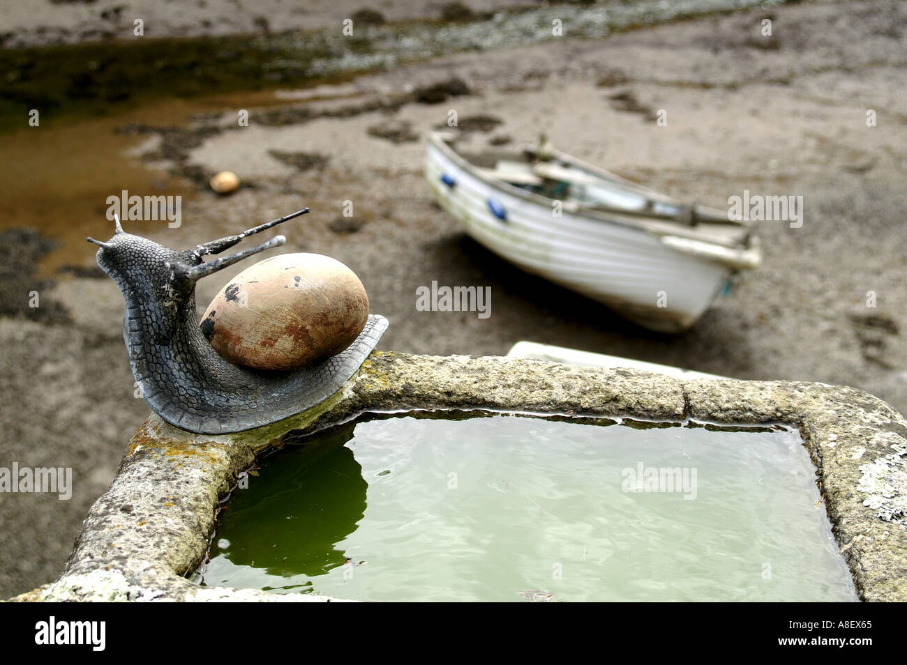 snail by water trough looking down to the water at Porth Navas Stock
