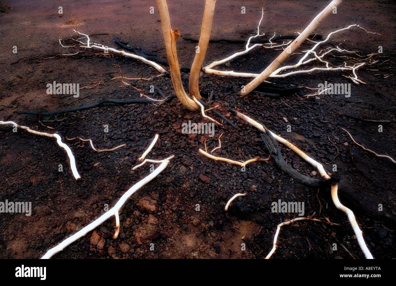After a bush fire, Barkly Highway, Northern Territories, Australia. Stock Photo