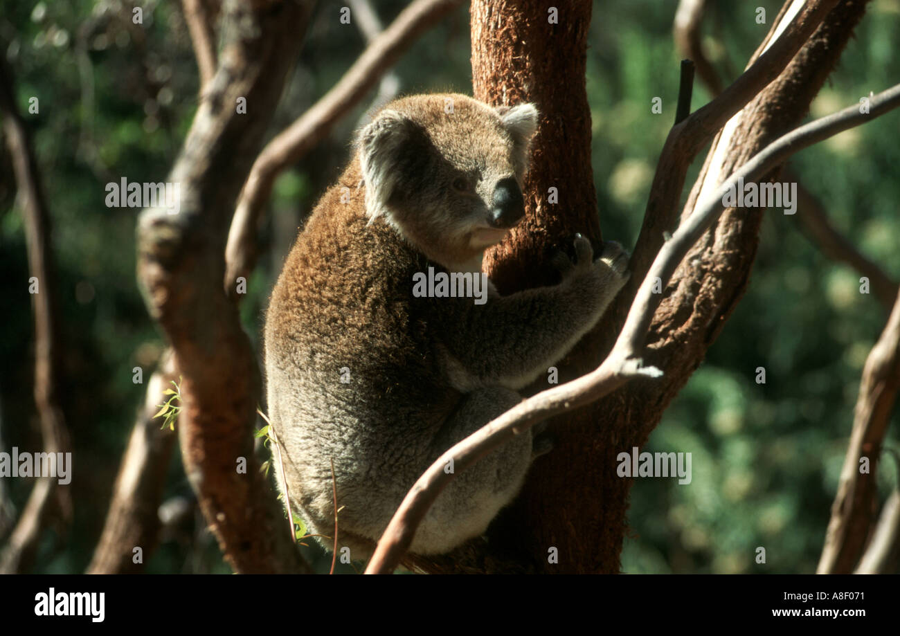 Koala bear sitting in an eucalyptus tree Stock Photo - Alamy