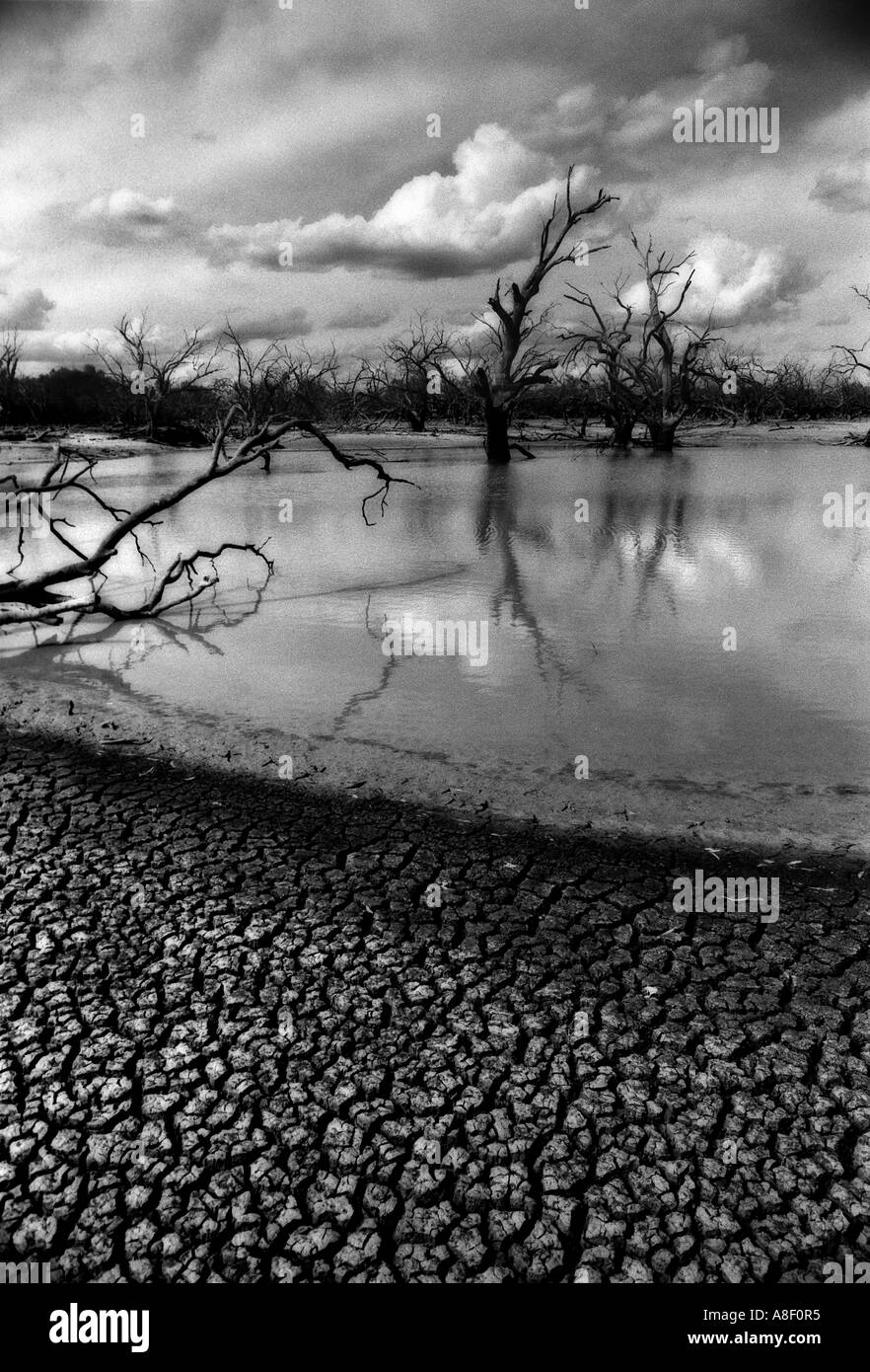 Dead gum trees on the dried up banks of the Murray River, New South