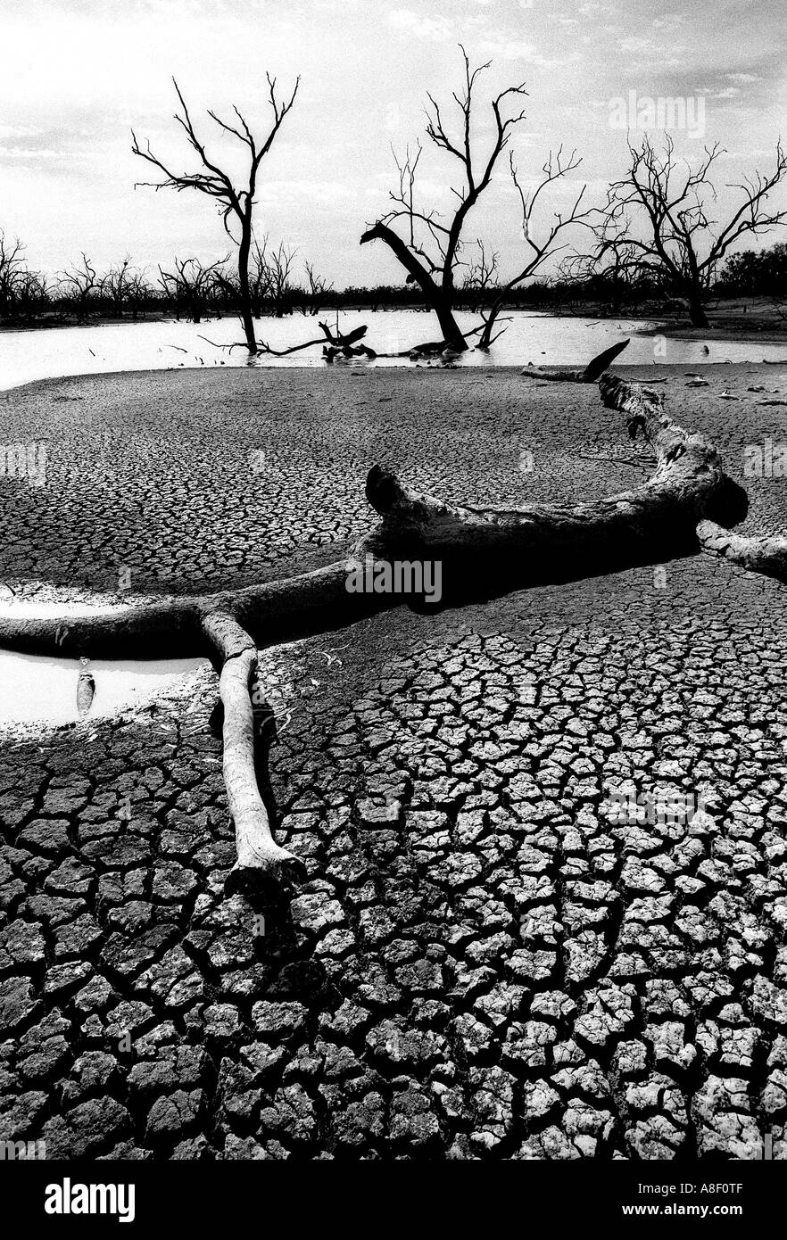 Dead gum trees on the dried up banks of the Murray River, New South