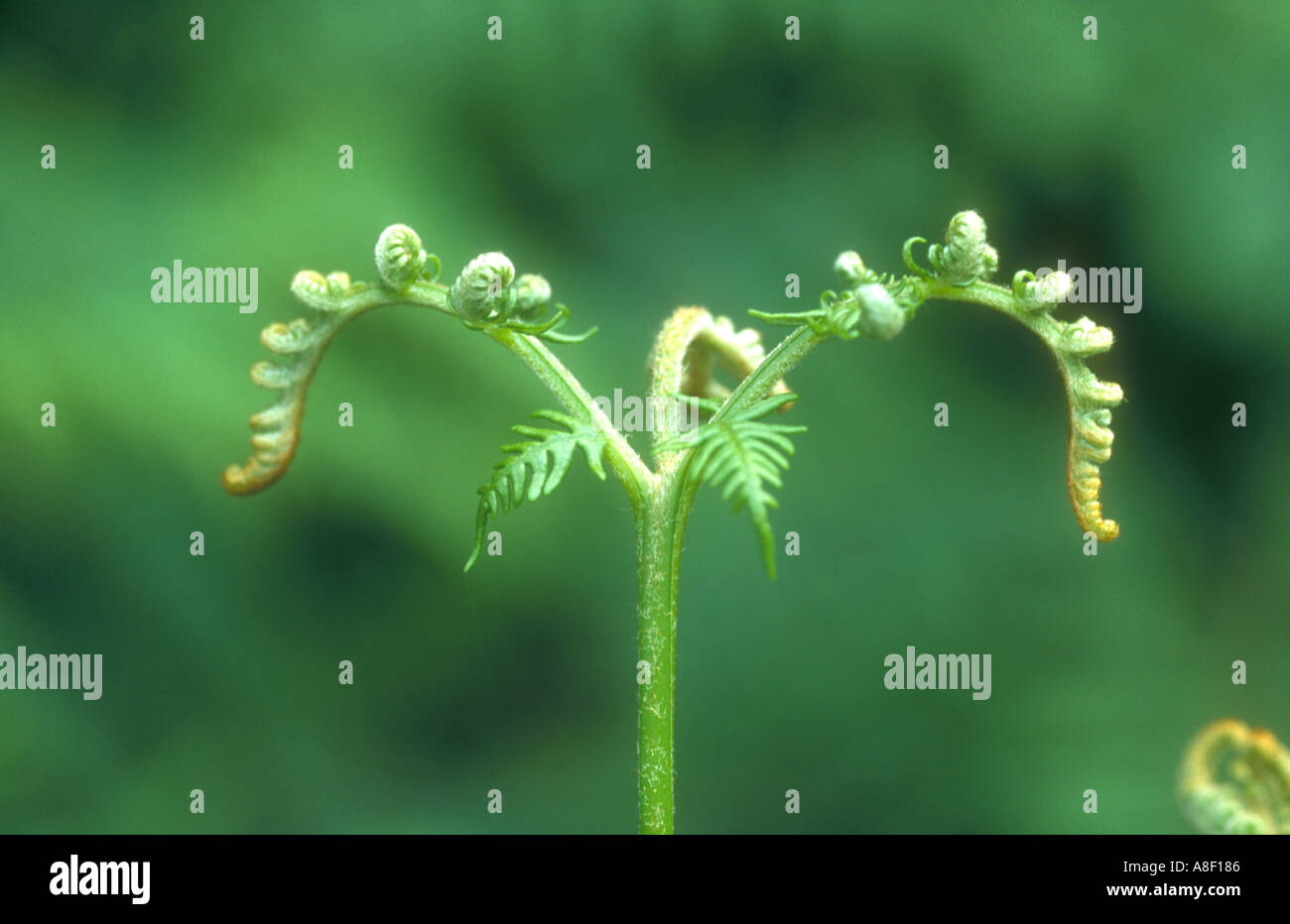 A young fresh green bracken fern shaped like the letter m in Epping Forest London England in the spring Stock Photo