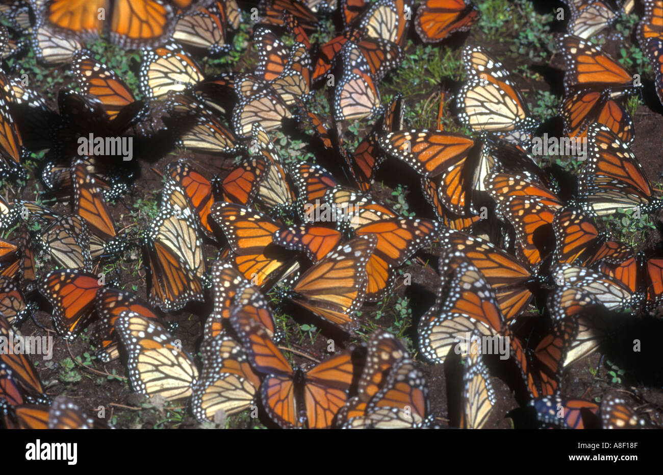 Monarch butterflies carpet the damp forest floor in El Rosario butterfly sanctuary near Anganguaeo, Michoacan, Mexico. Stock Photo
