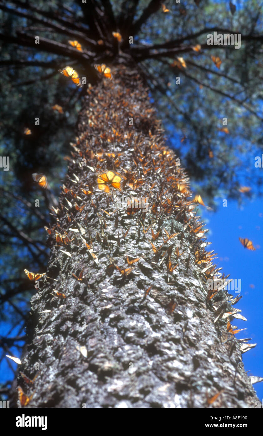 Monarch butterflies covering the trunk of an oyamel tree in El Rosario butterfly sanctaury near Angangueo, Michoacan, Mexico. Stock Photo