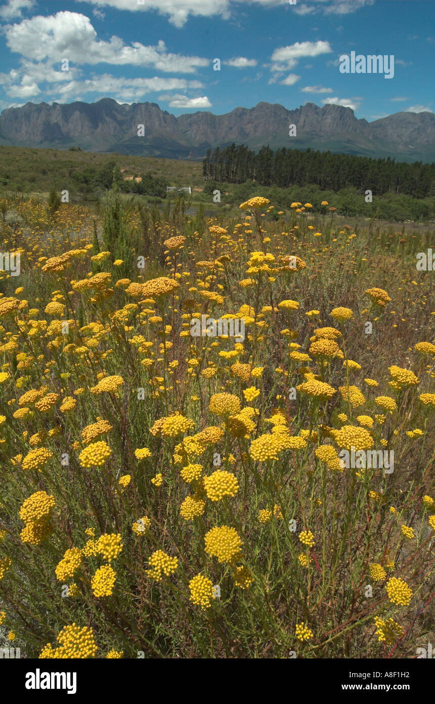 The overberg mountains can be seen from the Helderbeg Nature reserve above a carpet of flowering Ursinia peleacea. Stock Photo
