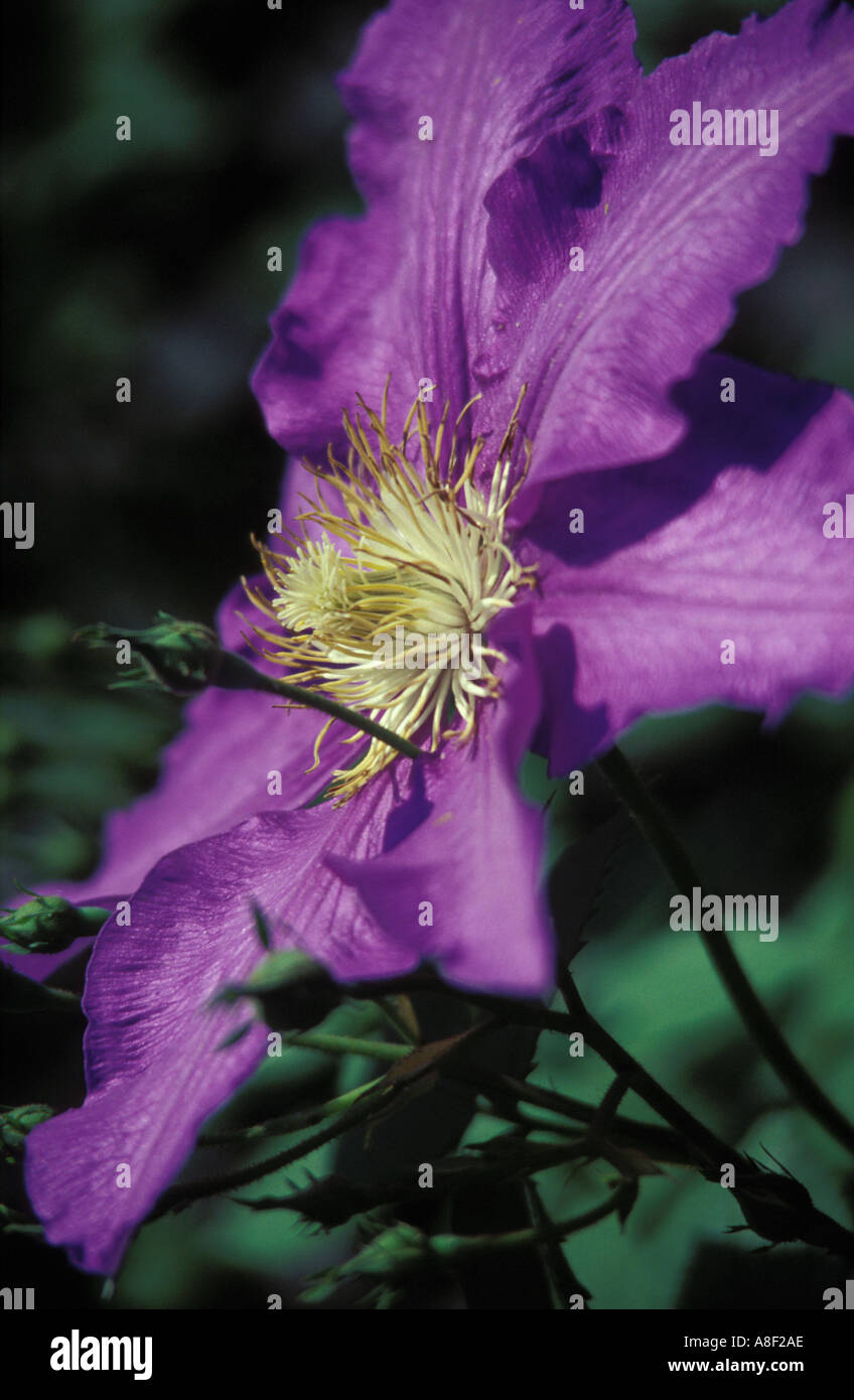 Clematis pink closeup Stock Photo Alamy