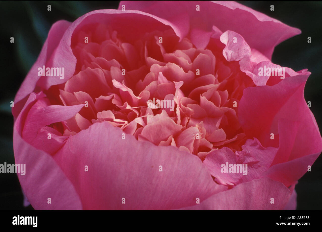 peony flower pink macro bud Stock Photo - Alamy