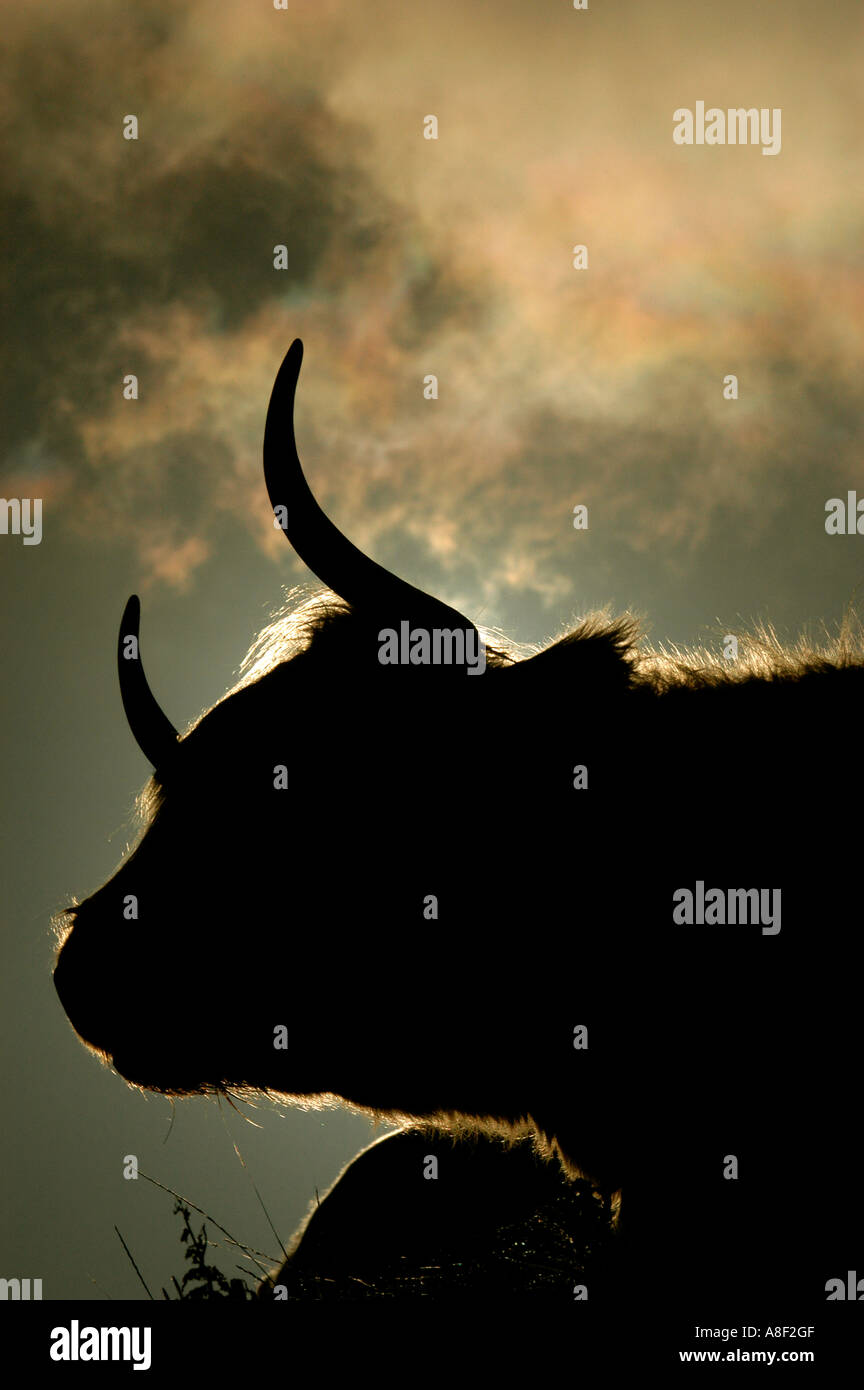 Scottish Highland cattle silhouetted on the island of Tiree, Inner Hebrides, Scotland Stock Photo