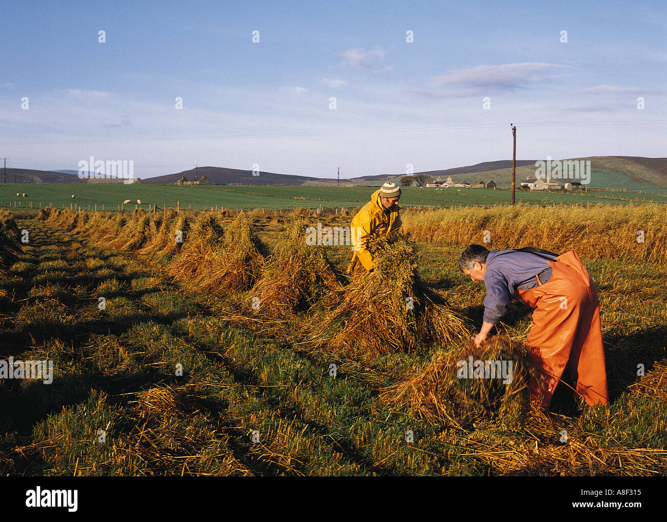 dh Hay stacking sheaves HARVESTING UK Traditional Orkney farm workers in scotland farmer field harvest stack farmworkers scottish rural people Stock Photo