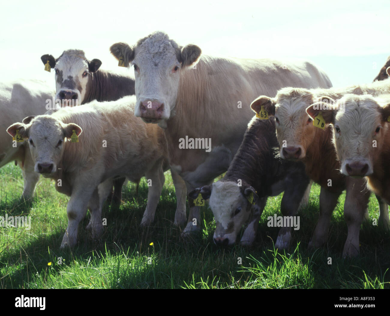 dh Cattle ANIMALS UK UK Beef cows Orkney livestock herd crowd together gb farm cow british Stock Photo