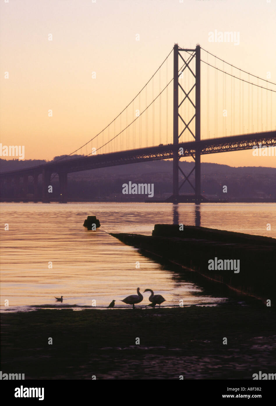 dh Forth Road Bridge FORTH BRIDGE FORTH BRIDGE Swans and suspension bridge across River Forth at sunset cable tower scotland firth of forth Stock Photo