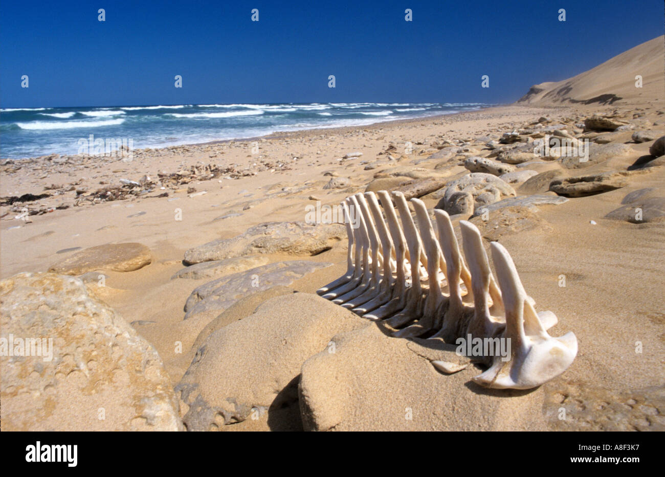 A dolphin skeleton lies on a rocky South African beach. Stock Photo