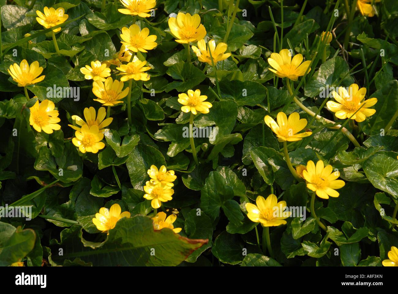 Yellow King Cups otherwise known as Marsh Marigolds. White flowers (unknown) on Eilean Mor island in the Inner Hebrides,Scotland Stock Photo