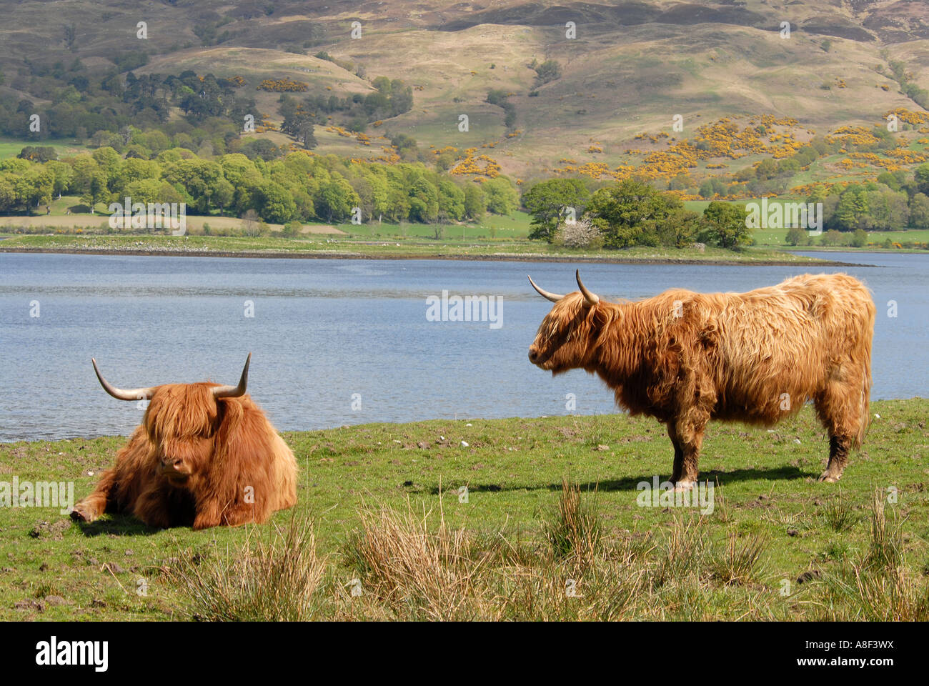 The Scottish LongHorn is often found grazing on farms in the highlands of Scotland, the Inner and Outer Hebrides. Stock Photo