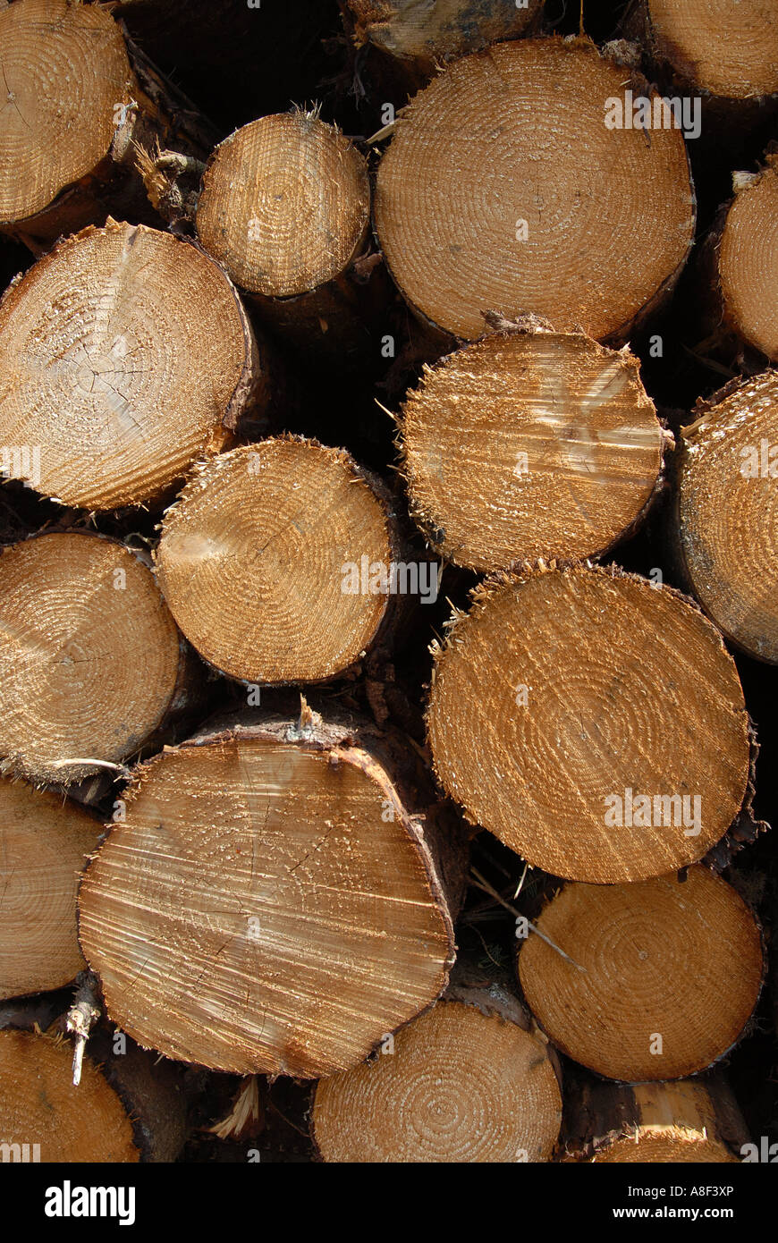 Logs of Norway Spruce which is classed as softwood and of a low grade Most of it is sold as