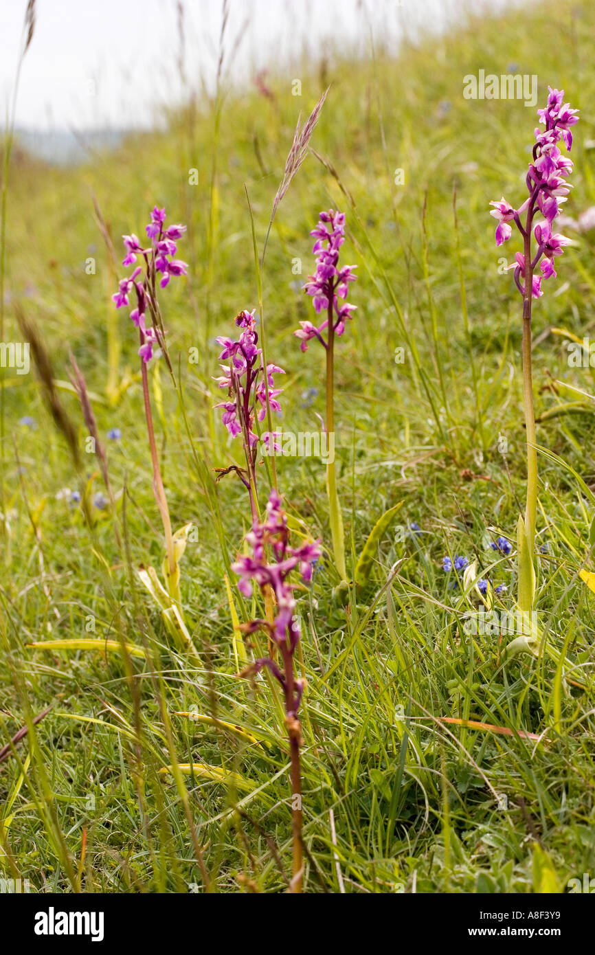 Early Purple Orchids Orchis mascula Stock Photo