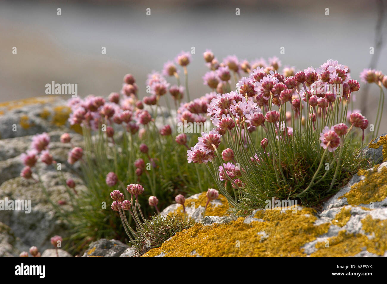 Herides hi-res stock photography and images - Alamy
