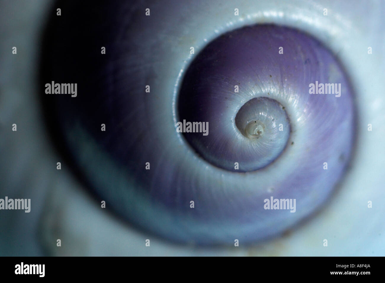 The end of a purple shell Stock Photo - Alamy