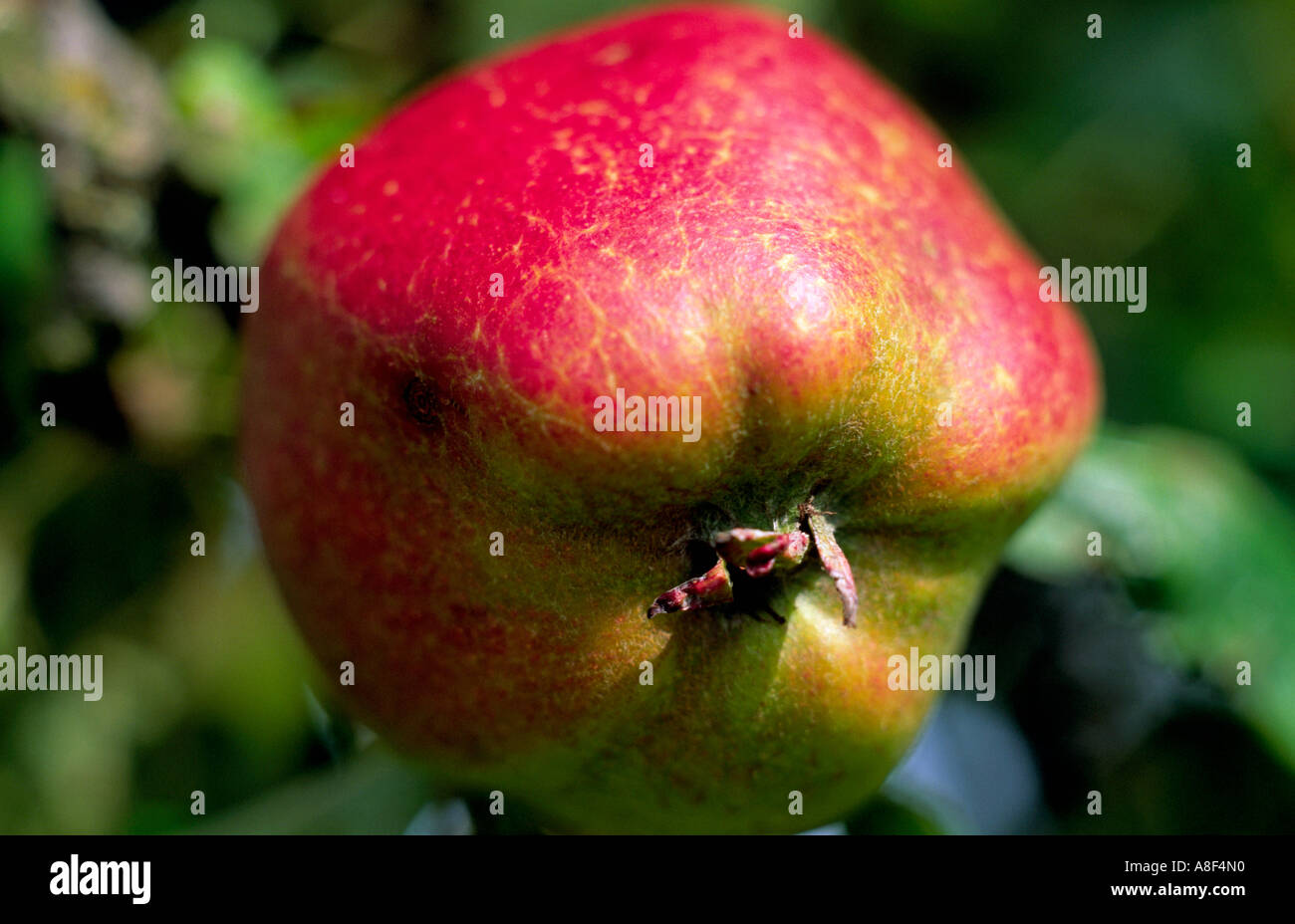 Apple Stock Photo
