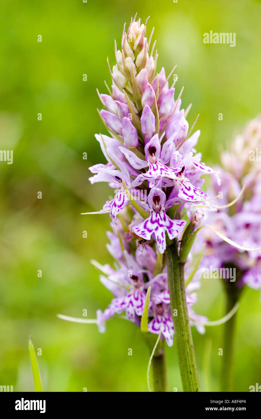 Heath Spotted Orchid Dactylorhiza maculata Stock Photo Alamy