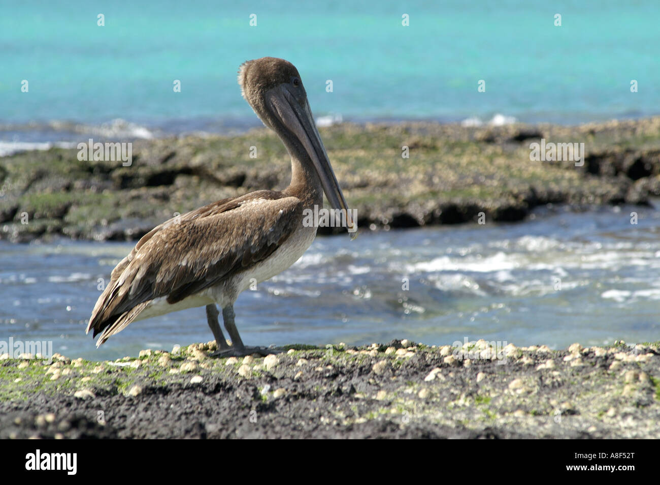 Brown Pelican by sea Stock Photo