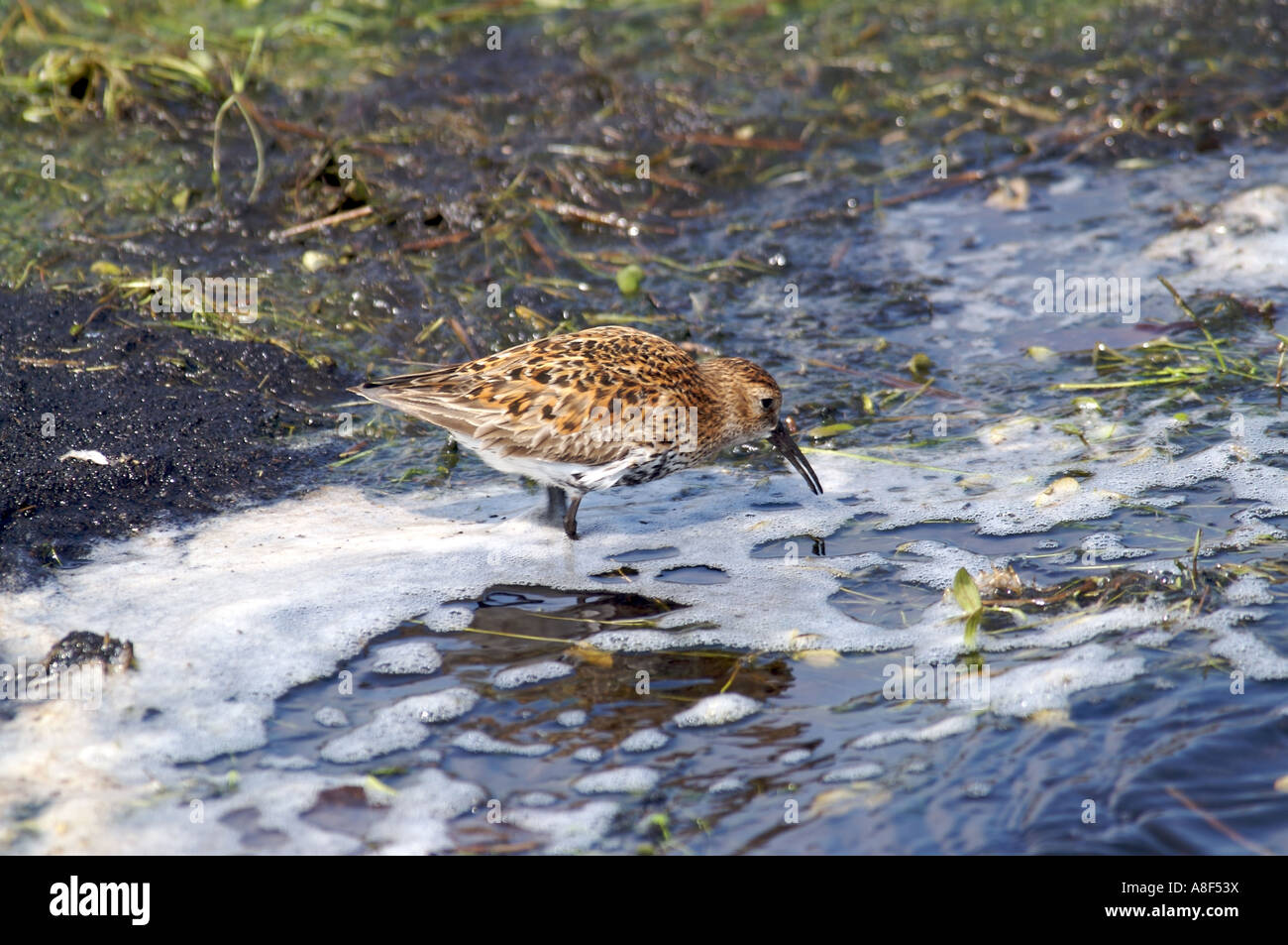 Dunlin feeding in moorland pool Stock Photo