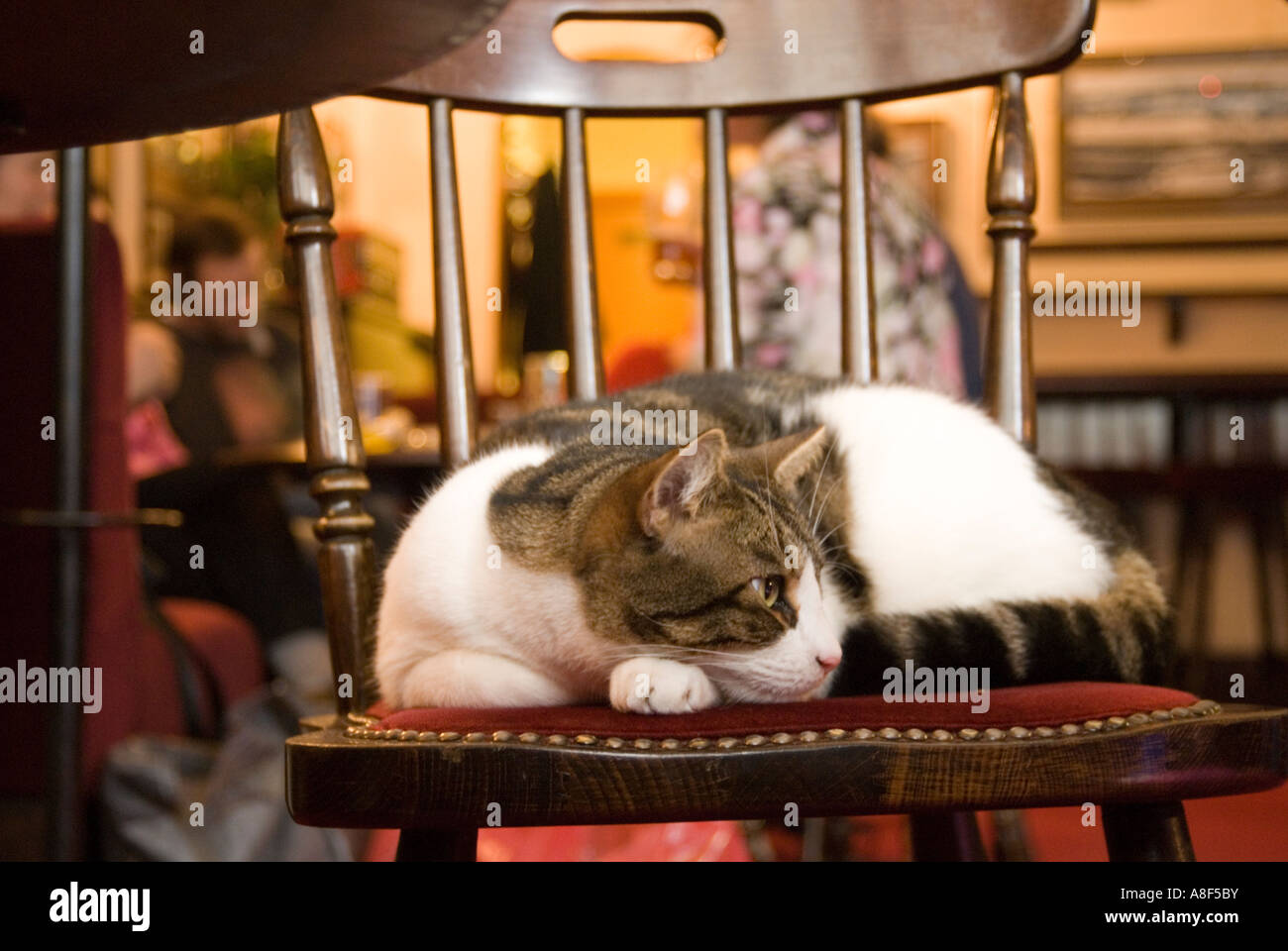 Pub cat on chair London England UK Stock Photo