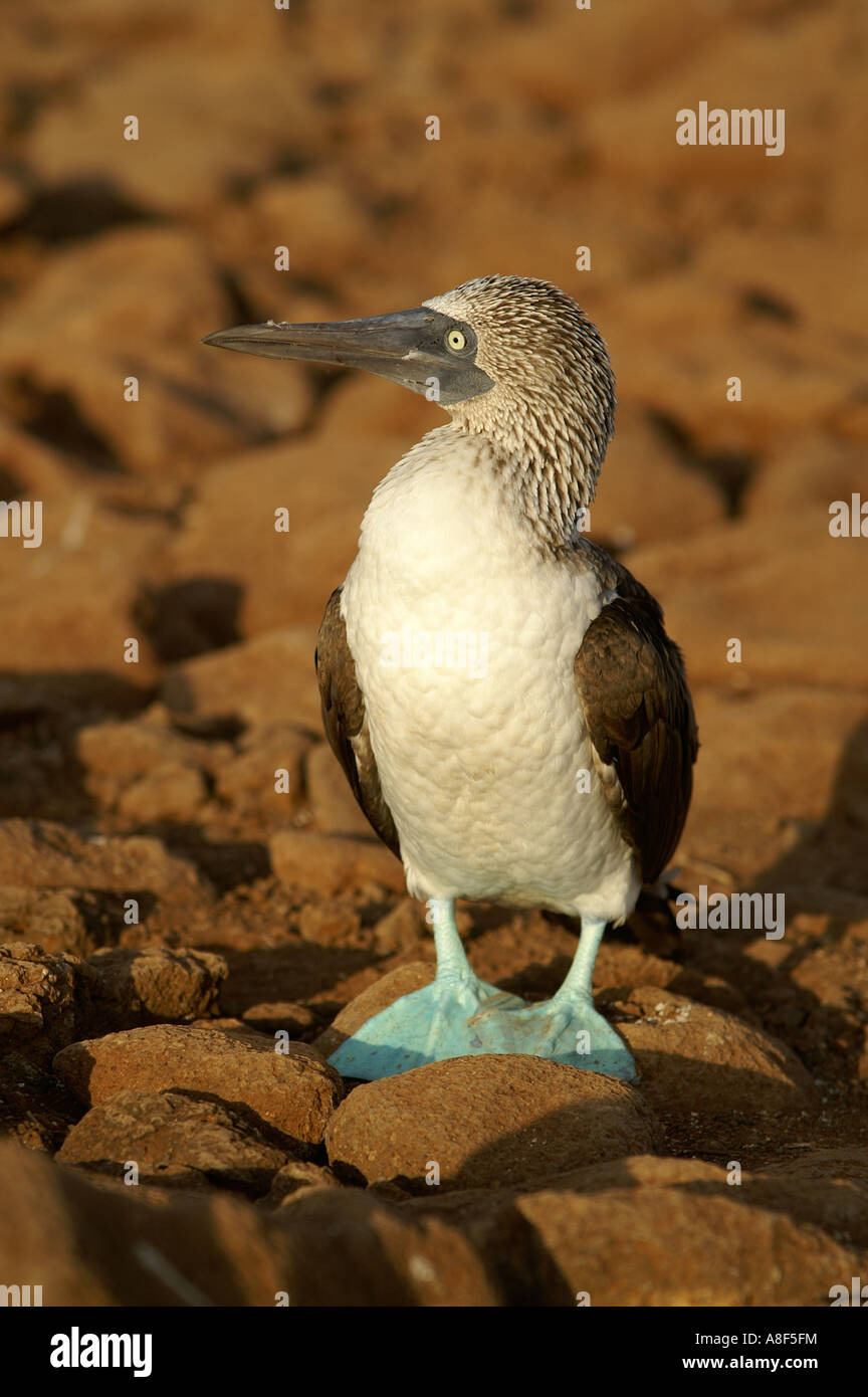Blue footed Booby Stock Photo