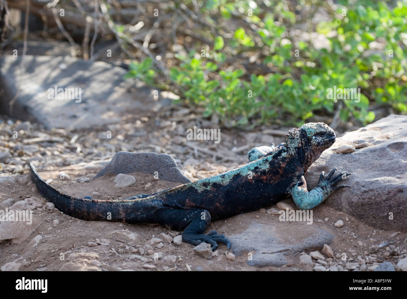 reptile heat rock for sale