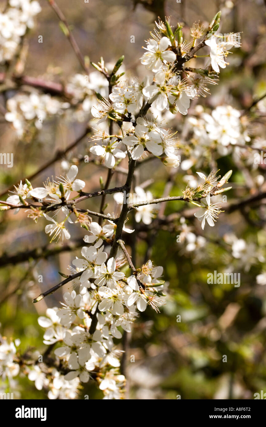 Blackthorn Prunus Spinosa Stock Photo Alamy