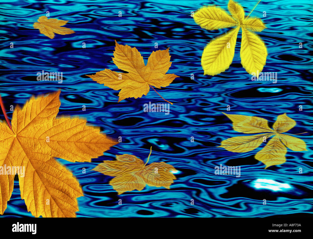 Falling leaves in autumn Stock Photo