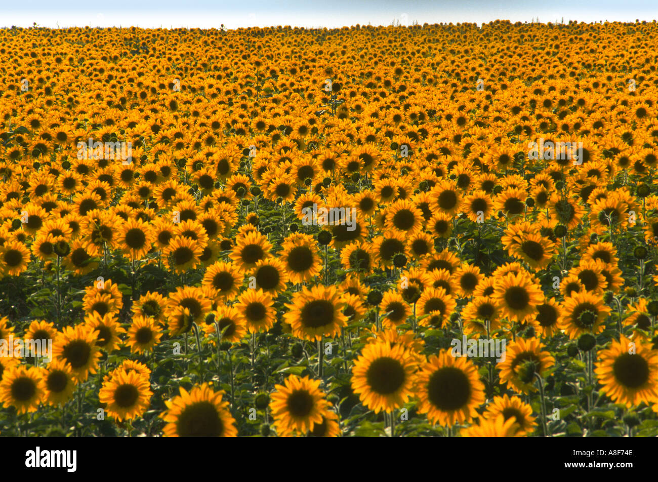A field of sunflowers in full bloom Stock Photo - Alamy