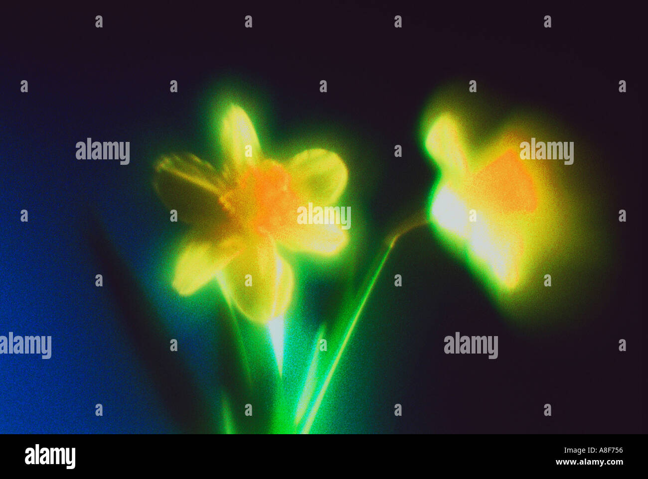 Soft focus effect hi-res stock photography and images - Alamy