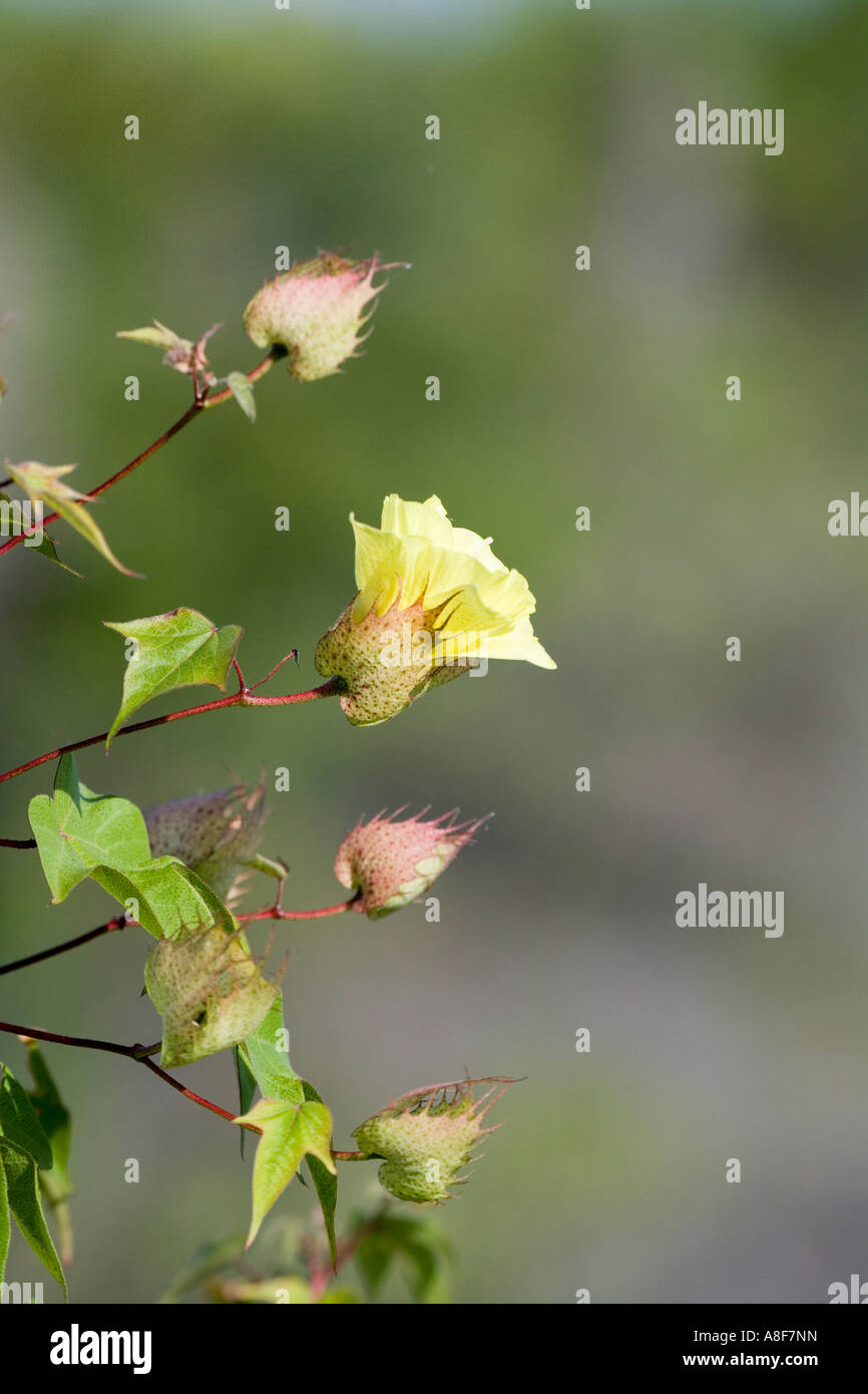 An endemic flower the Galápagos Cotton Gossypium darwinii Stock Photo
