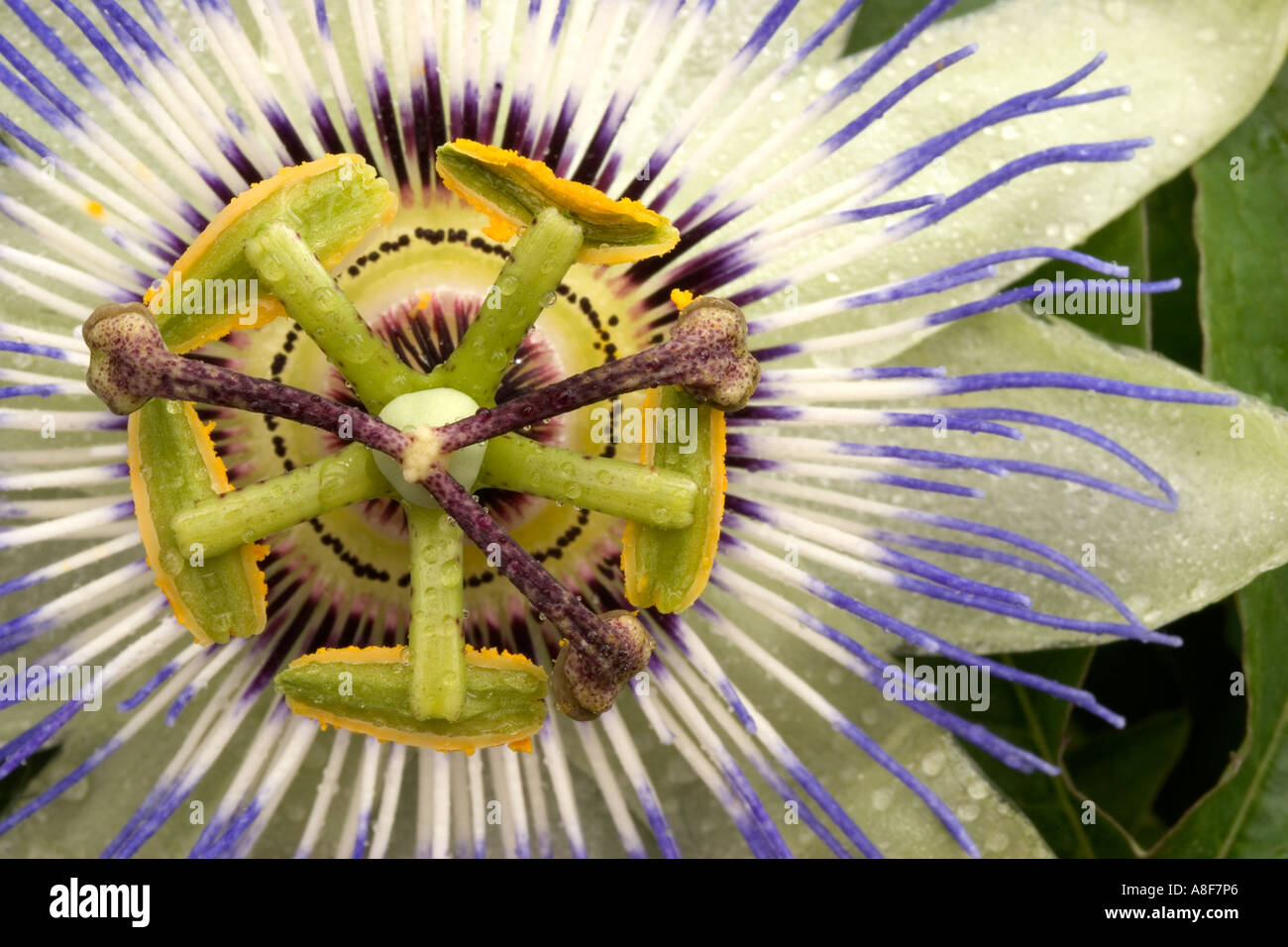 Passion Flower Stock Photo Alamy