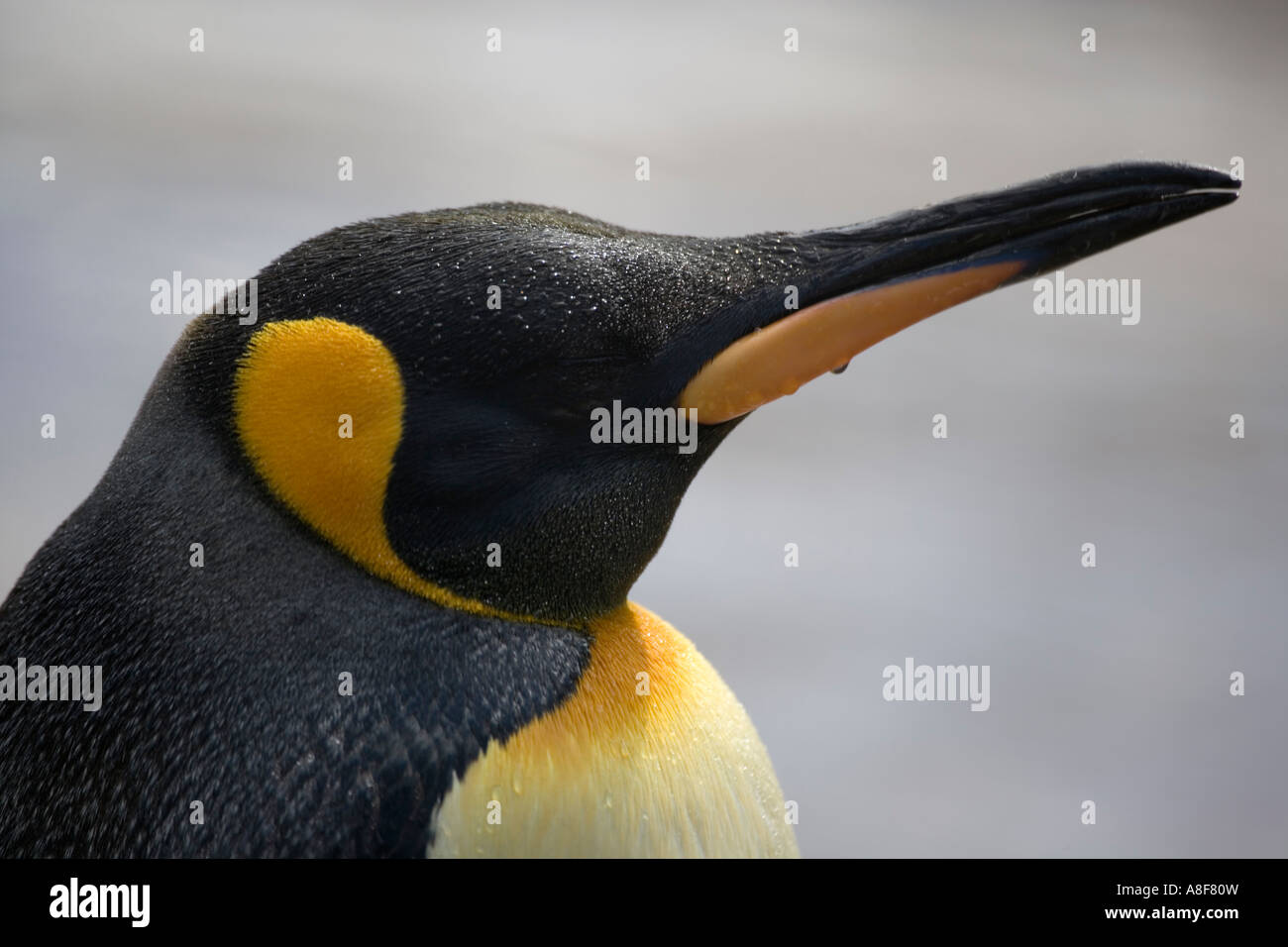 King Penguin Aptenodytes Patagonicus Stock Photo - Alamy