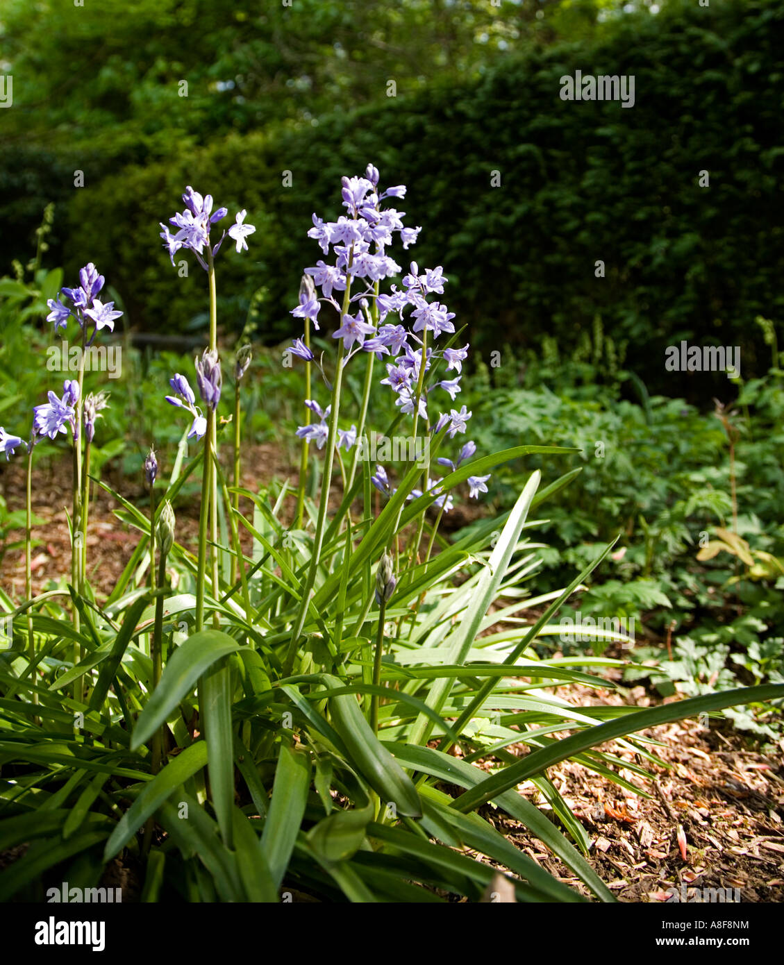 Bluebells in a garden. Hyacinthoides Stock Photo - Alamy