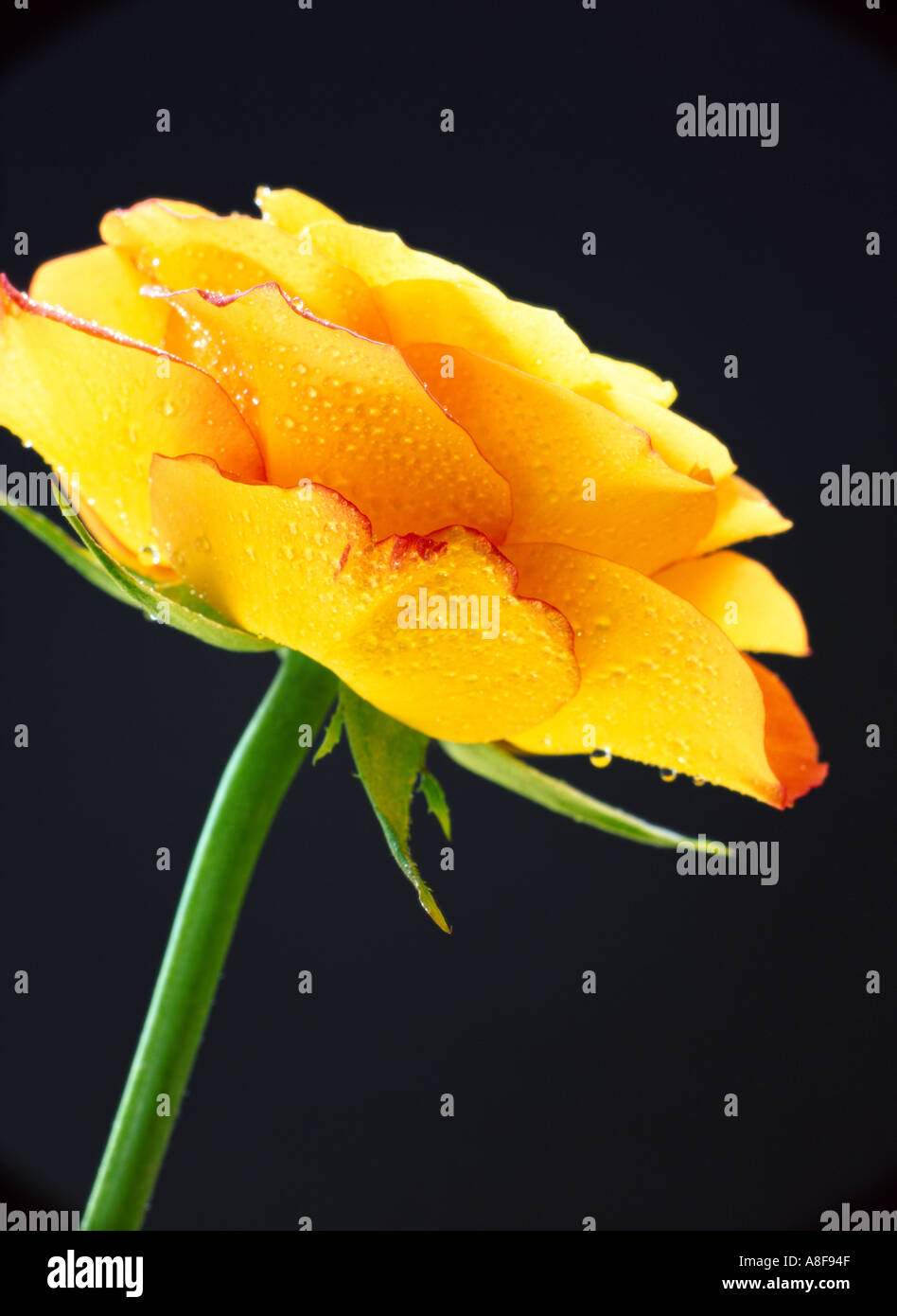 Rosa Rumba flower with water droplets Side view of a yellow rose backlit against dark background Stock Photo