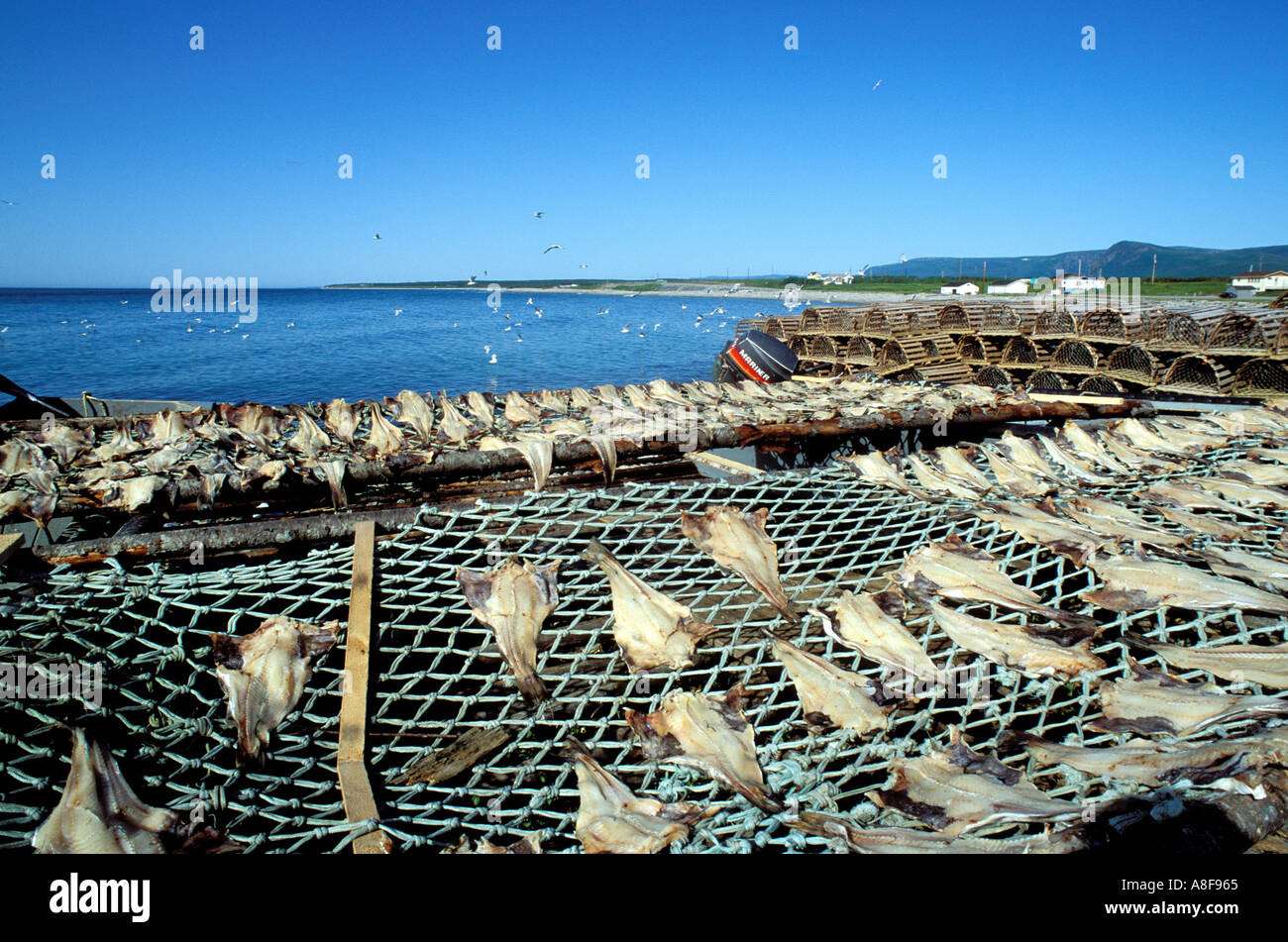 Salt cod drying newfoundland hires stock photography and images Alamy