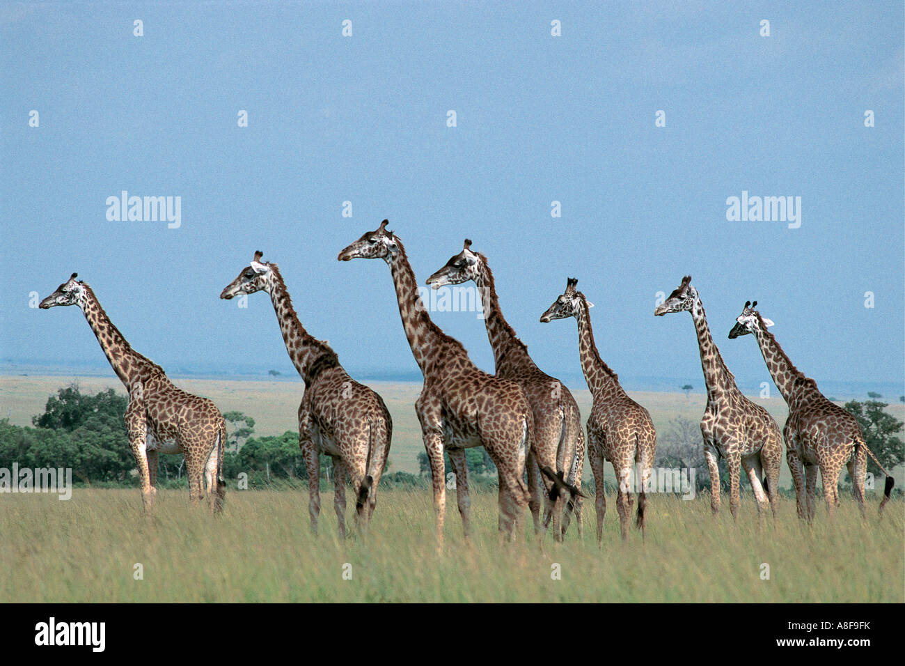 Herd of Masai or Common Giraffe Masai Mara National Reserve Kenya They are all facing the same way and look very alert Stock Photo