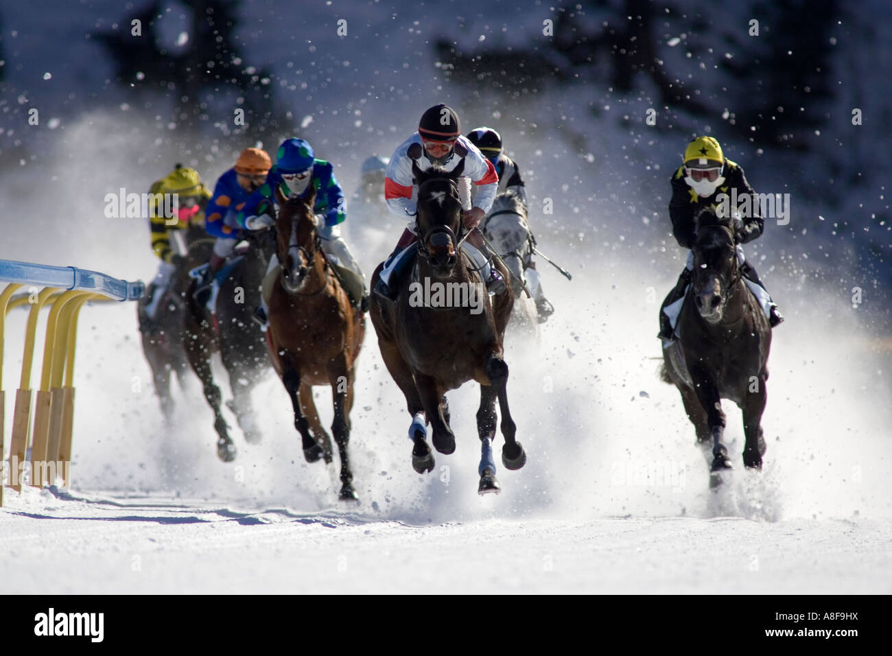 Horse Racing on Ice St Moritz Switzerland Stock Photo Alamy