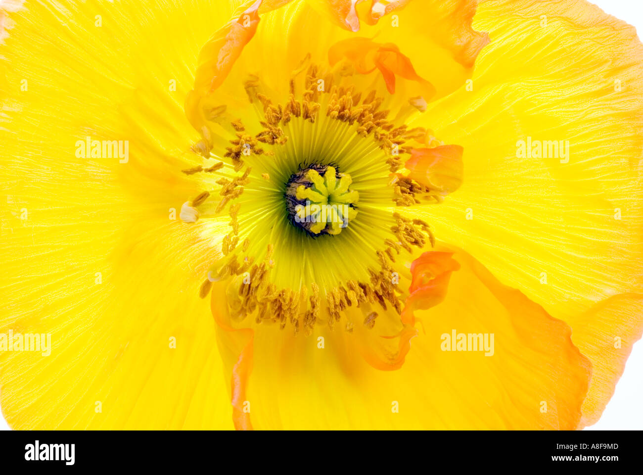 big great yellow poppy flower blossom Papaver  CLOSEUP close up makro macro mikro micro DETAIL Stock Photo