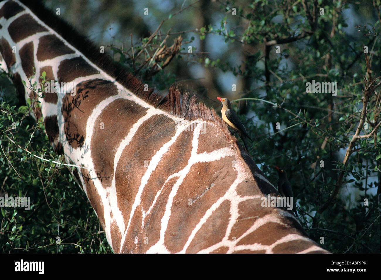 Reticulated Giraffe close up of body showing markings scars and Red billed Oxpecker Samburu National Reserve Kenya Stock Photo
