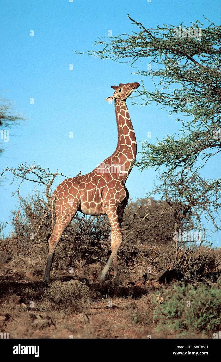 Reticulated Giraffe stretching upwards to browse on acacia tree in Samburu National Reserve Kenya Stock Photo