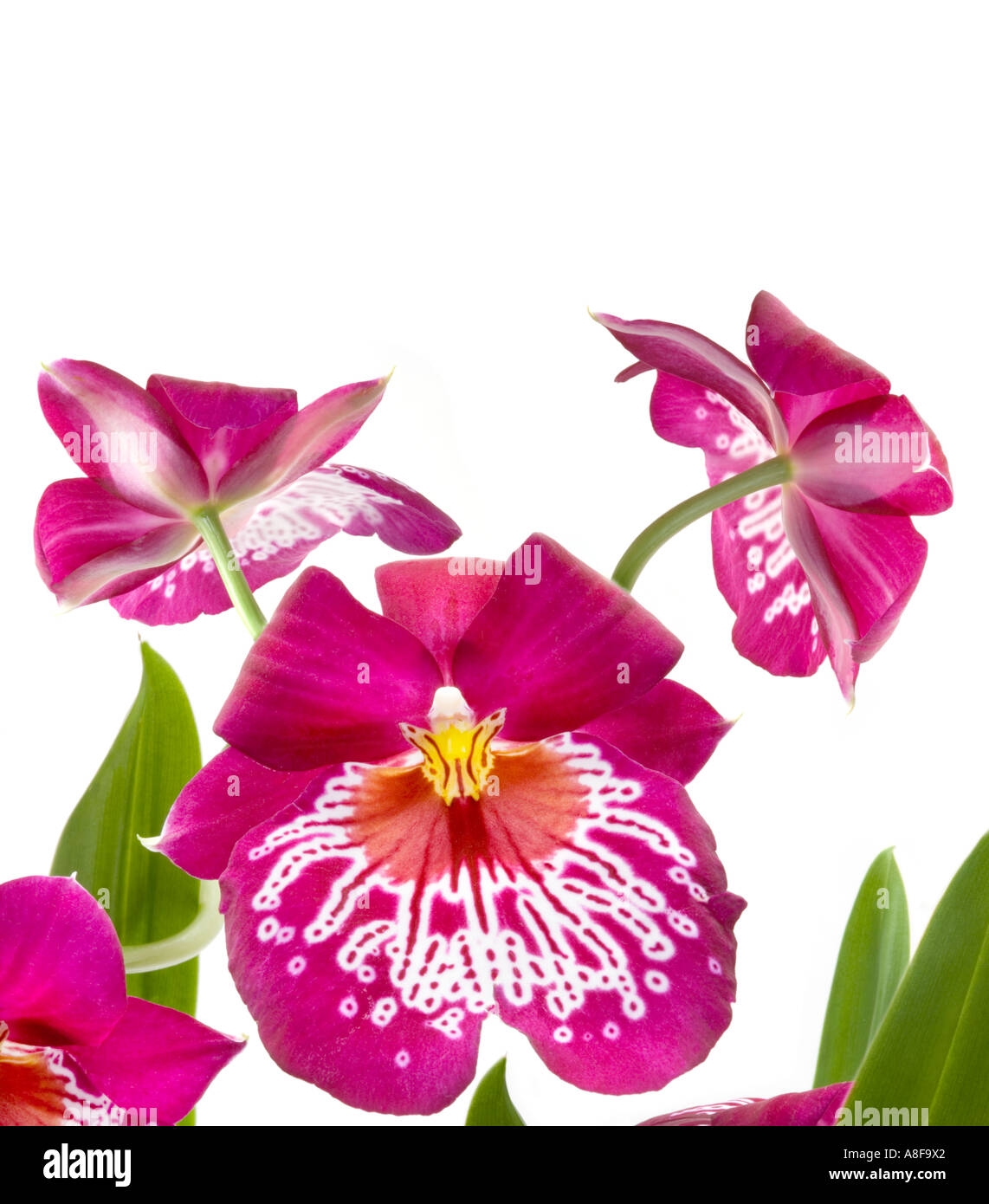 MILTONIA  big great ORCHID purple white  pink yellow orange Flower plant blossom bloom blooming spot  spotted ORCHIS butterfly Stock Photo