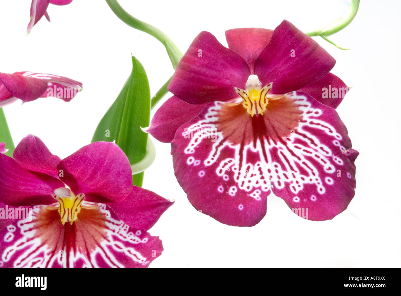 MILTONIA big great ORCHID purple white  pink yellow orange Flower plant  blossom bloom blooming spot spotted ORCHIS butterfly Stock Photo